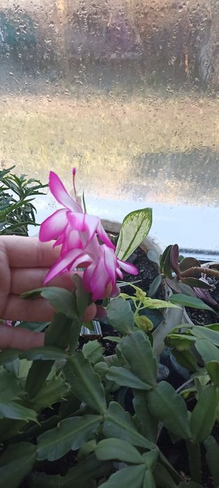 Кімнатні рослини