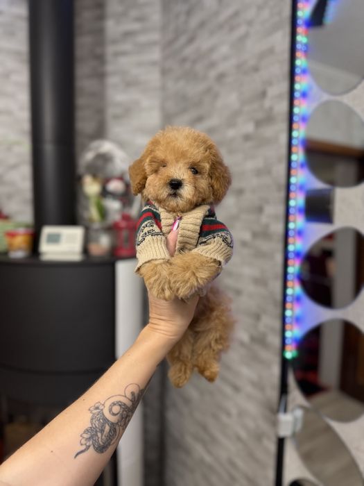 Мальтипу малыш не большого размера