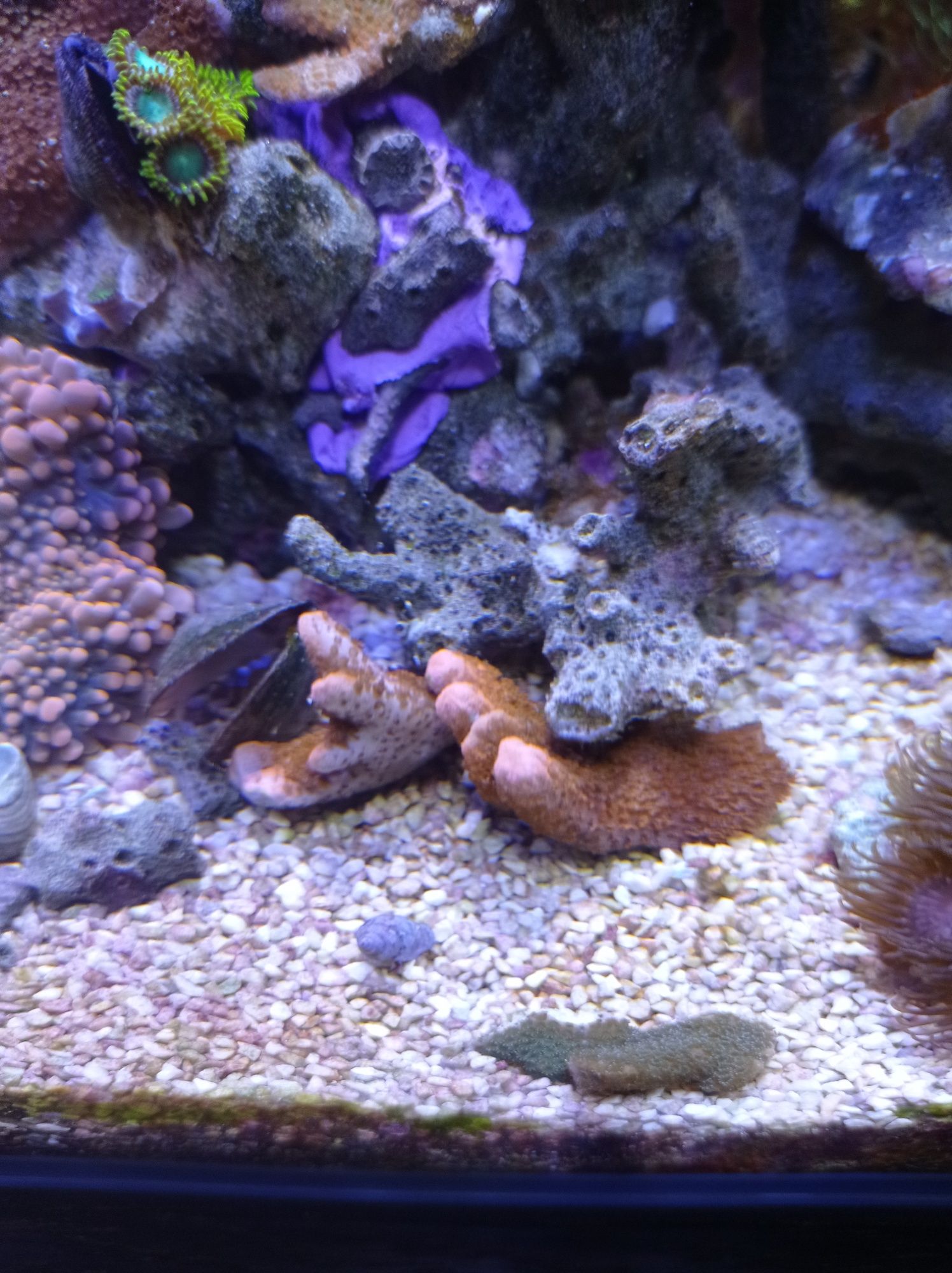Montipora czerwona fluo FLUO, koralowiec miękki, akwarium morskie.