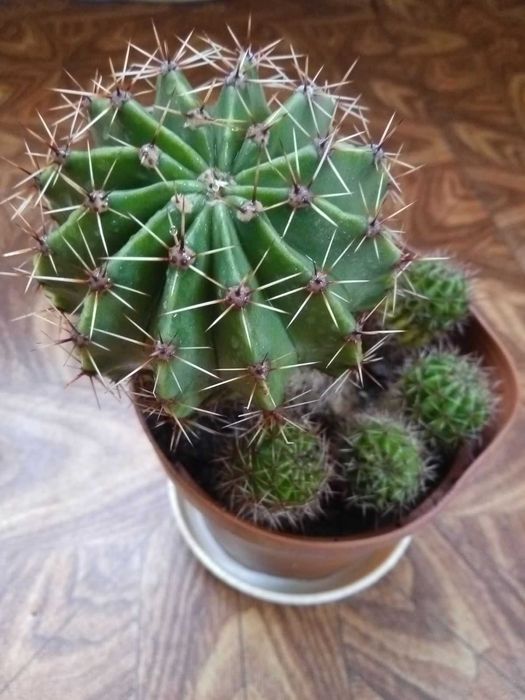 Сукуленти, вирощені в домашніх умовах