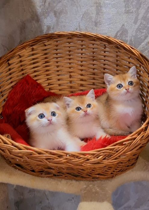 Золота шиншила хлопчики та дівчина