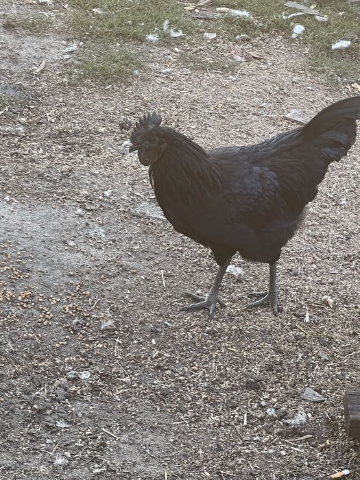 Петухи ухеилюя(подростки)