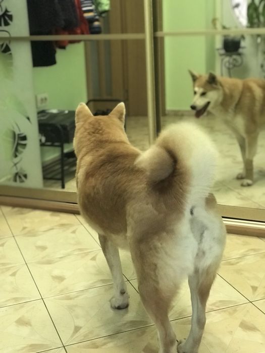 Шукає сімю акіта іну