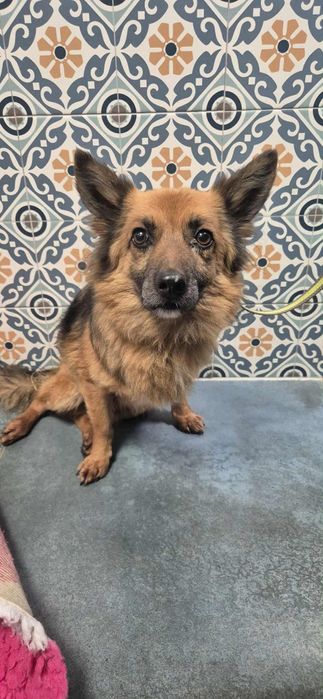 Mały słodziak do adopcji