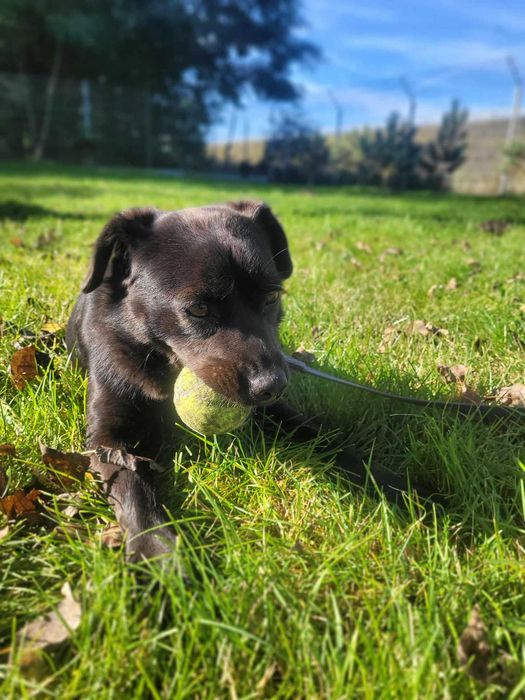 Cudowna Dora czeka na wspólną zabawę z nowym opiekunem