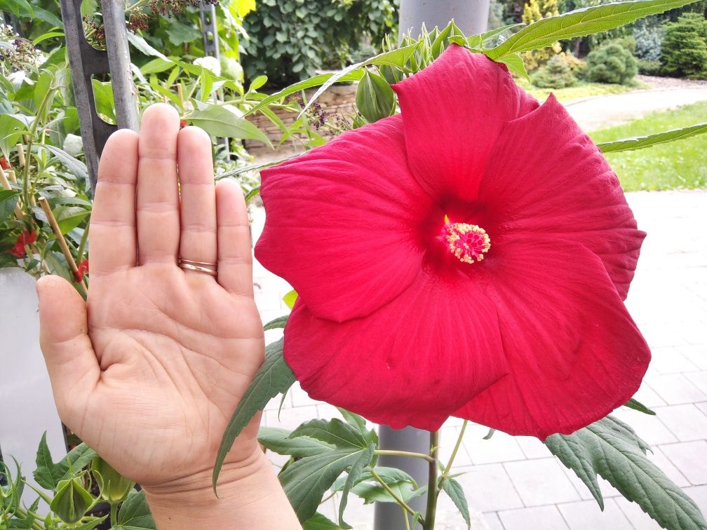 Hibiscus Bagienny Bylinowy XXL Ketmia Hibiskus