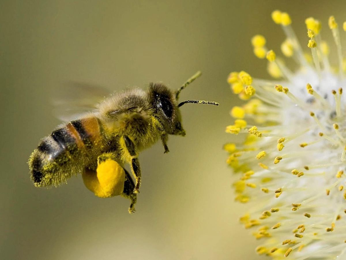 Naturalny miód pszczeli