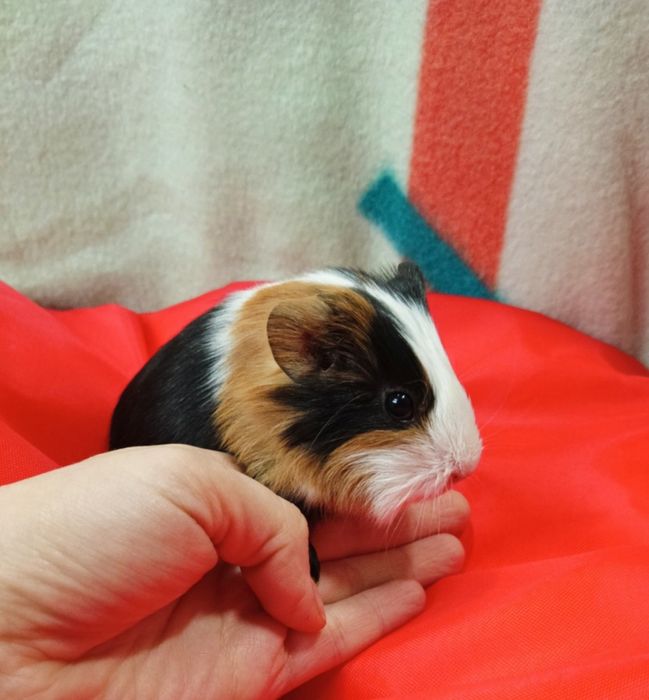 Maleńkie świnki morskie ,mix kolor,Słodkie Maleństwa-Sklep Zoologiczny