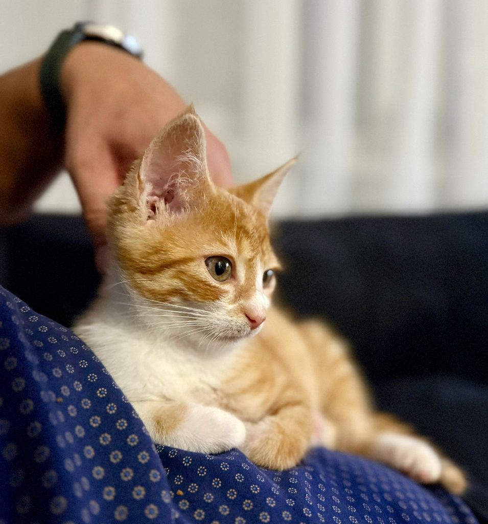 Eskel, Mogiel i Pady - słodziaki do adopcji