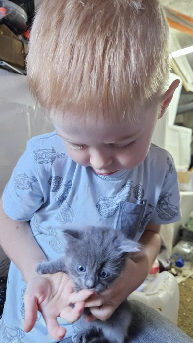 Двоє маленьких гарненьких кошенят шукають родину