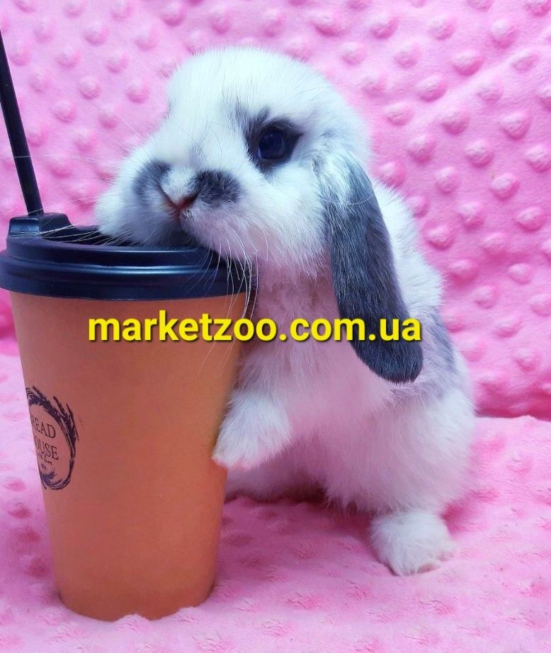 Мини mini lop мiнi карликовые кролики вислоухий баранчик висловухий