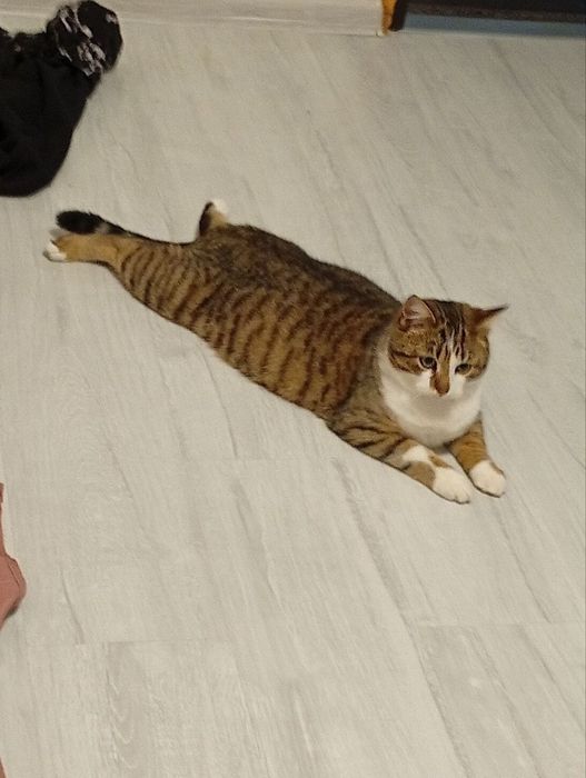 Подарую кошеня. Має вет.паспорт