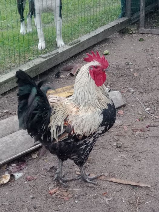 Galo de grande porte