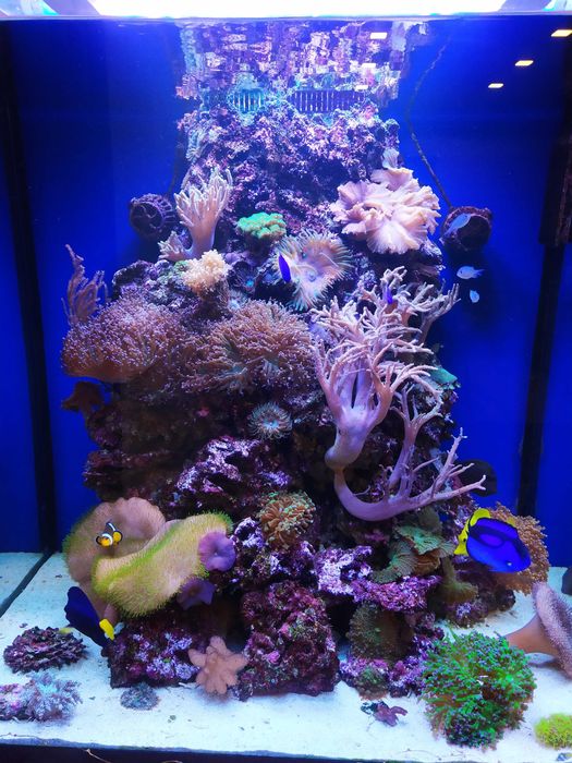 Serwis akwariów morskich – Warszawa +50 km