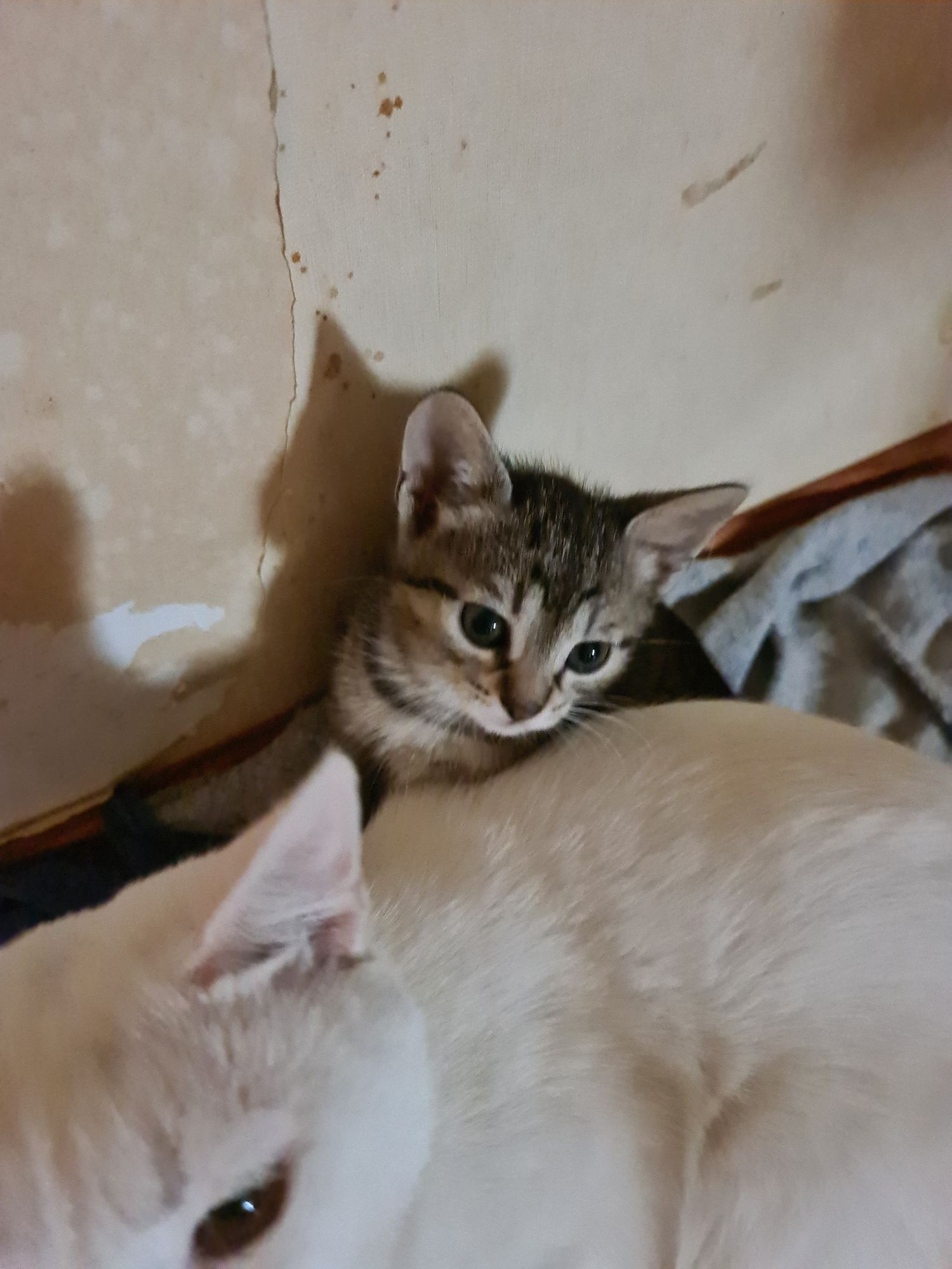 Котинята 2 весловухі