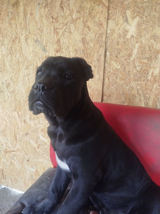 Кане корсо дітки