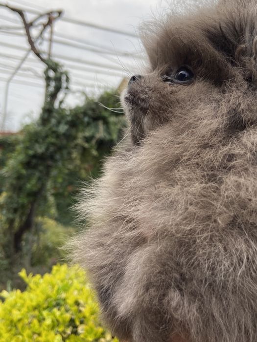 Малюки шпіца мерль