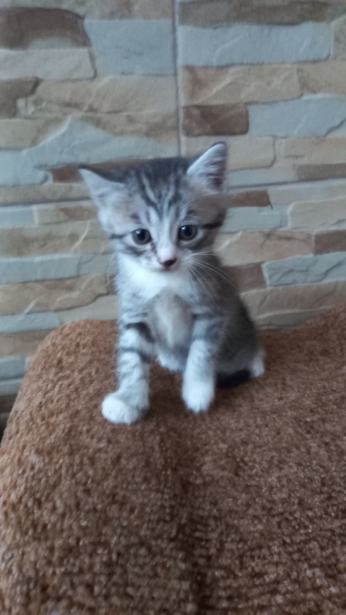 Подарую. Котиків