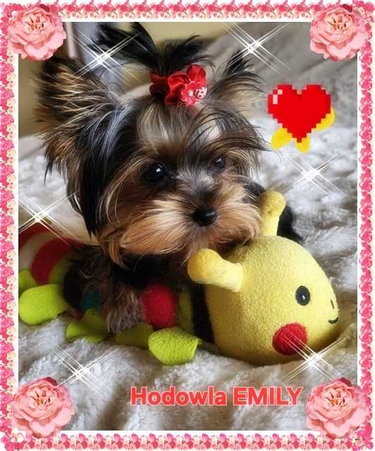 York,Yorkshire Terrier!Elitarne MICRO Cudeńko!PIESEK XXXS-1 kg!Kraków