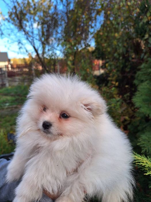 Szpic miniaturowy pomeranian