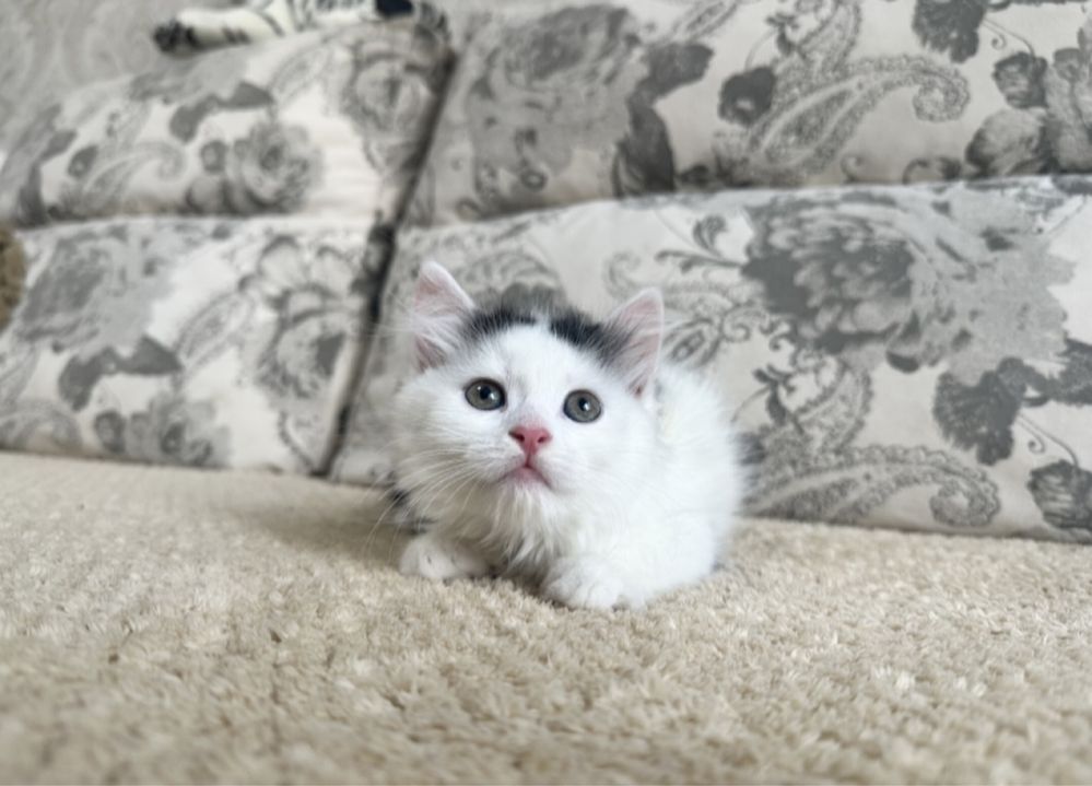 Есть выбор котяток