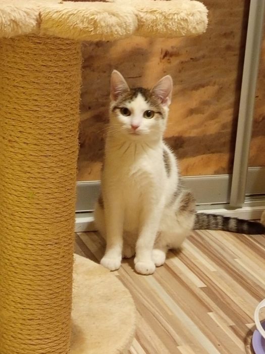 3 miesięczna kotka szuka domu niewychodzącego