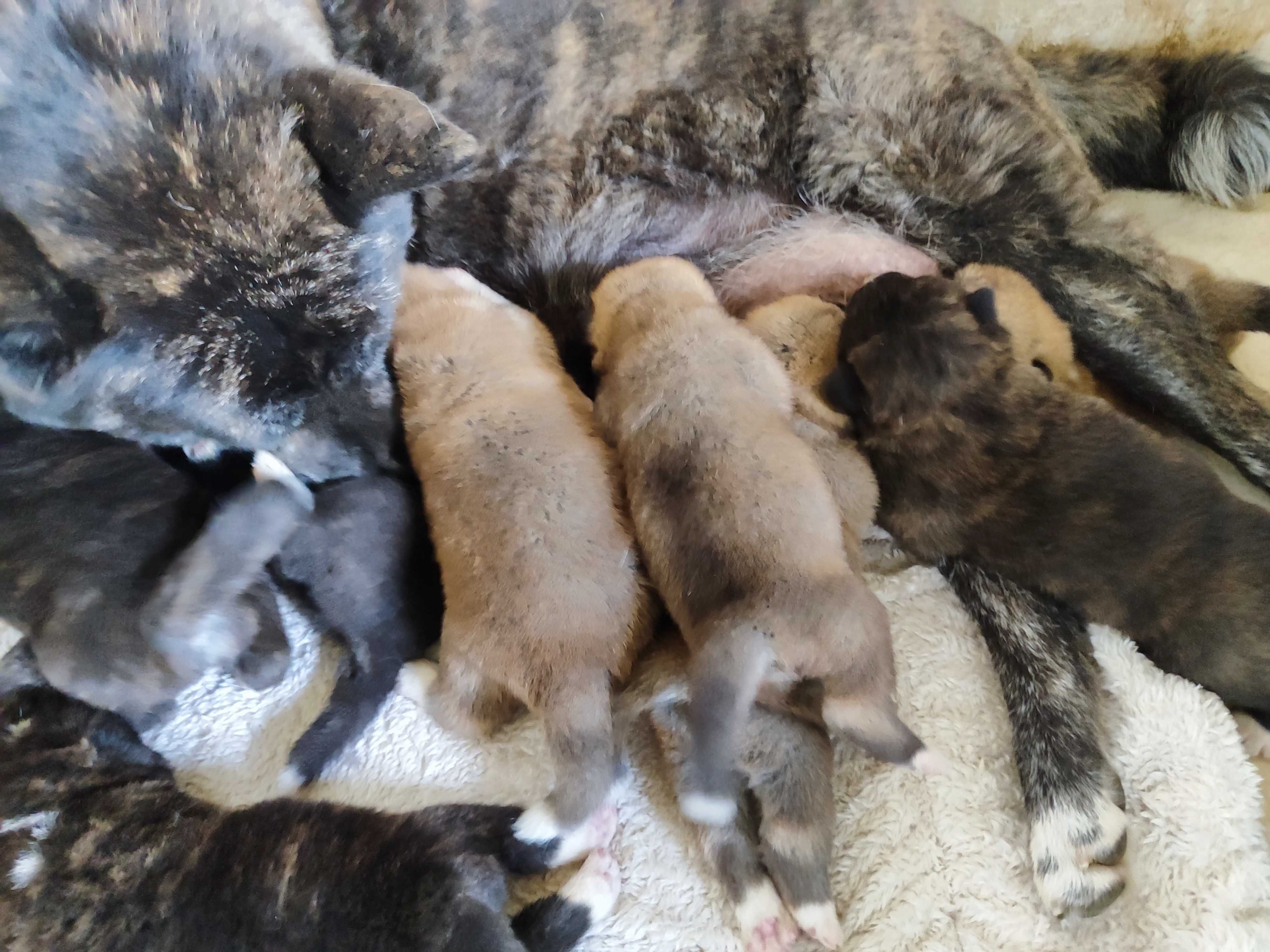 Akita inu socjalizowana przez zoopsychologa