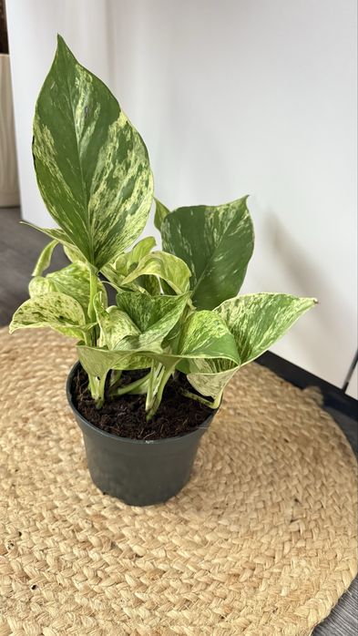 Сциндапсус, епіпремнум, філодендрон Сільвер Енн, ліана кімнатна рос