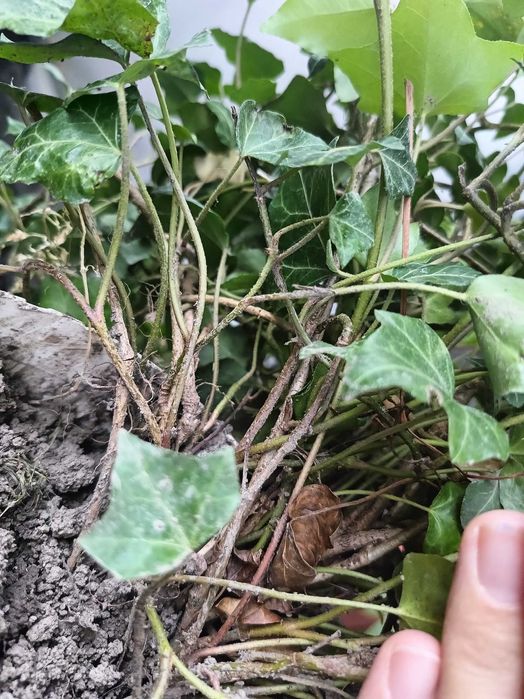 ПЛЮЩ завер.сезону в наявності, вічнозелений!