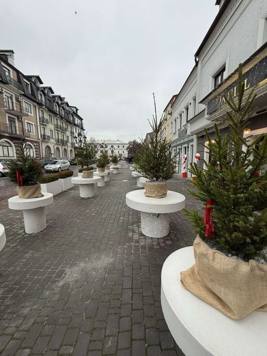 Ялинка жива в горщику