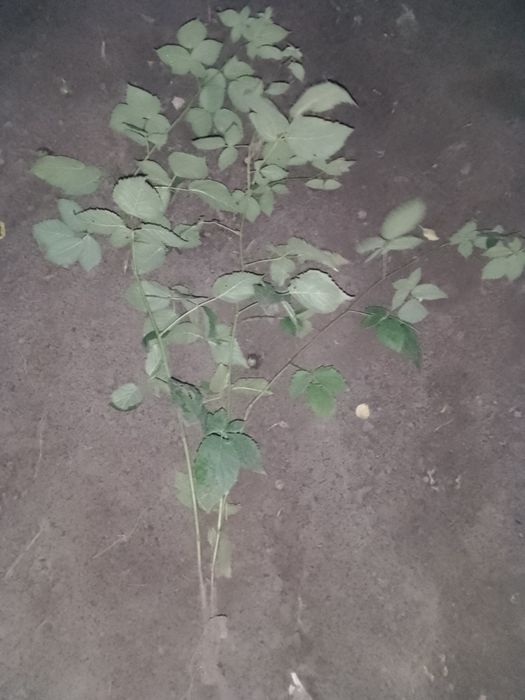 Ежевика Полар саженцы