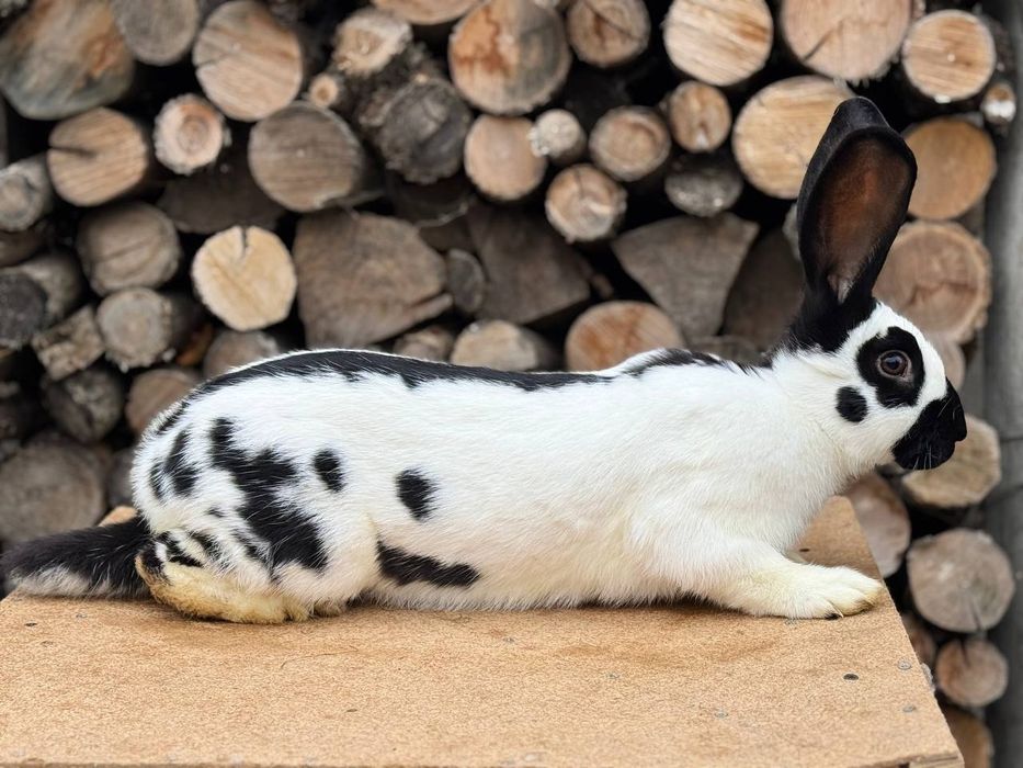 Самці, самки німецький  строкатий велетень