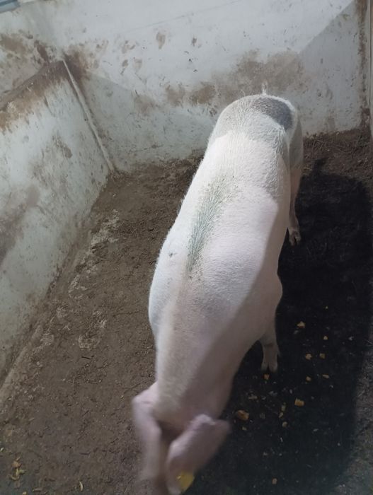 Porca arraçada de bissaro