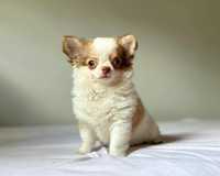 Chihuahua macho lindo pelo comprido
