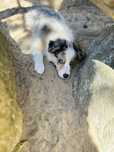 Piesek Border Collie