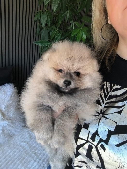spitz alemão anão com LOP