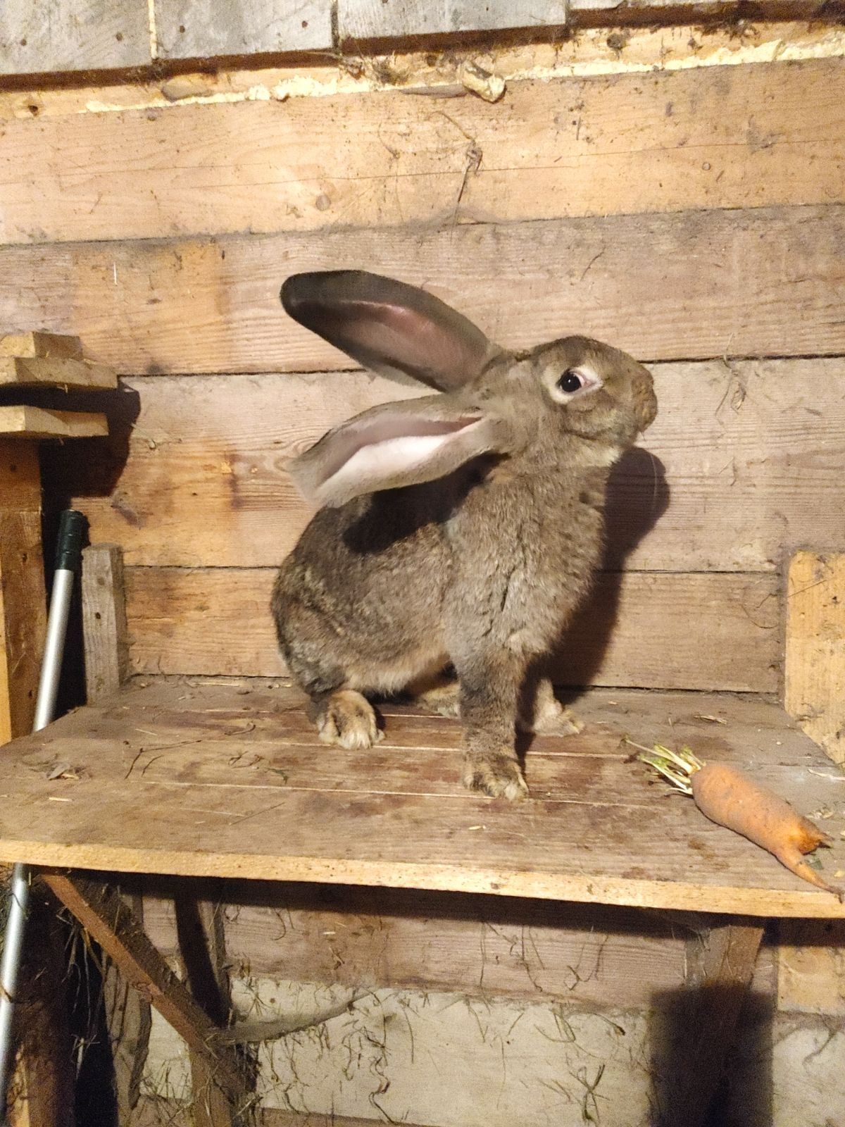 Sprzedam samca królika belgijskiego, Belg Szary Olbrzymi