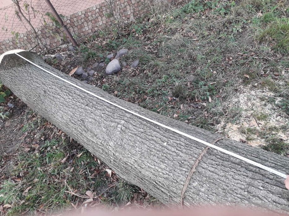 Свіжозрізане дерево липи