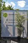 Bambus Phyllostachys bisetti DUŻE SADZONKI!
