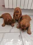 Cocker spaniel śliczny maluszek