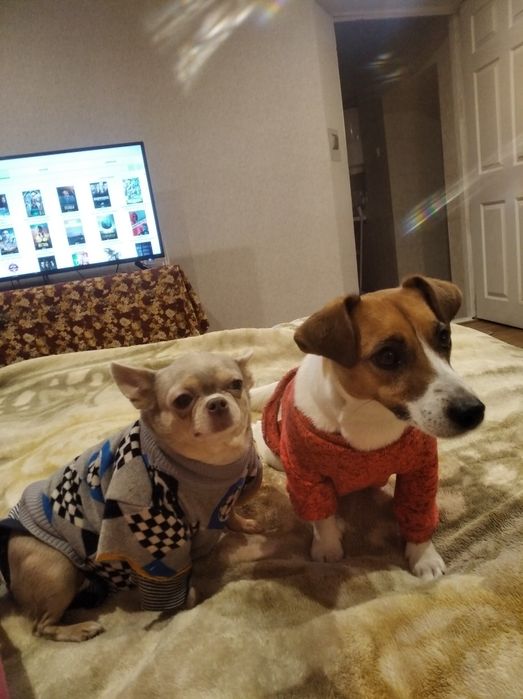 Передержка животных, детский сад для животных на Павловом Поле маленьк