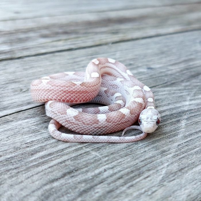 Wąż zbożowy samiczka