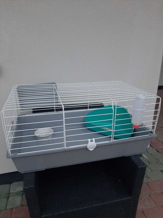 Króliki baranek miniaturka karzełek mini lop