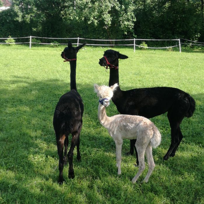 Kołdra z wełny Alpaki 100% oryginał 150, 160, 220x200 400g