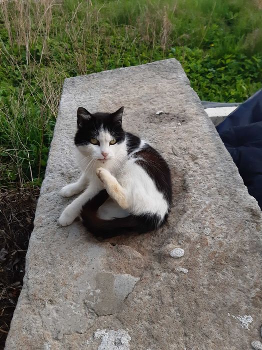 Urocza Czarnulka prosi o adopcję