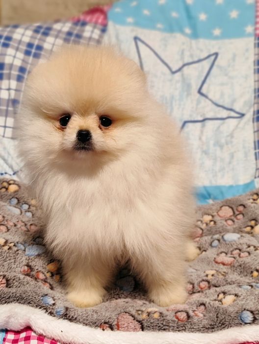 Маленька красуня  біля  Львова