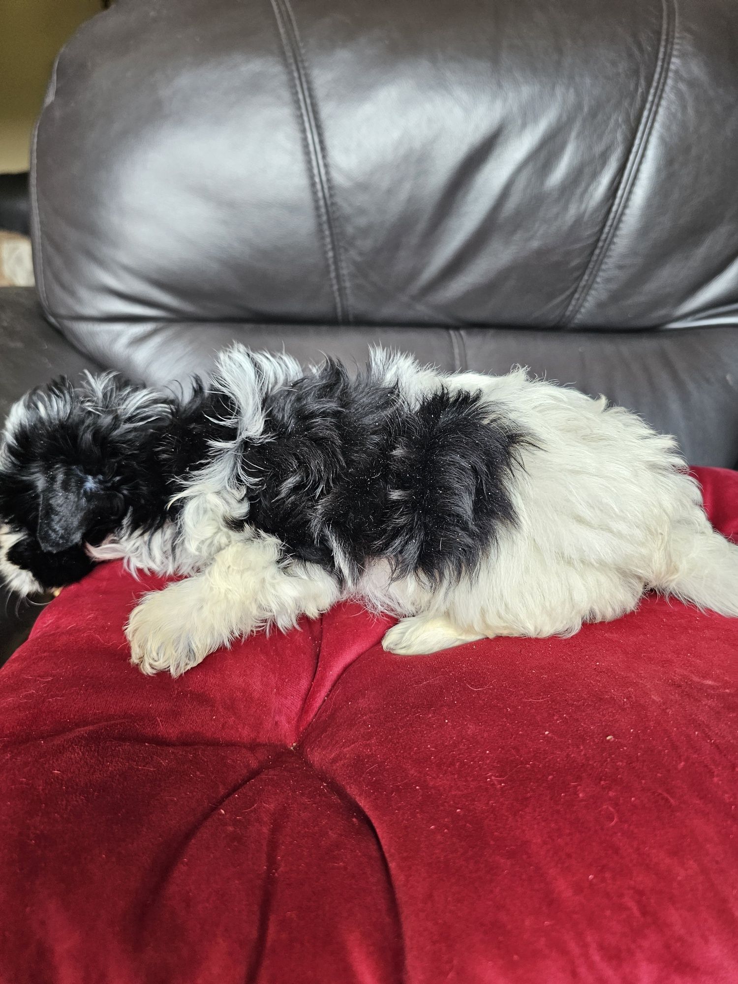 York terrier biewier piesek