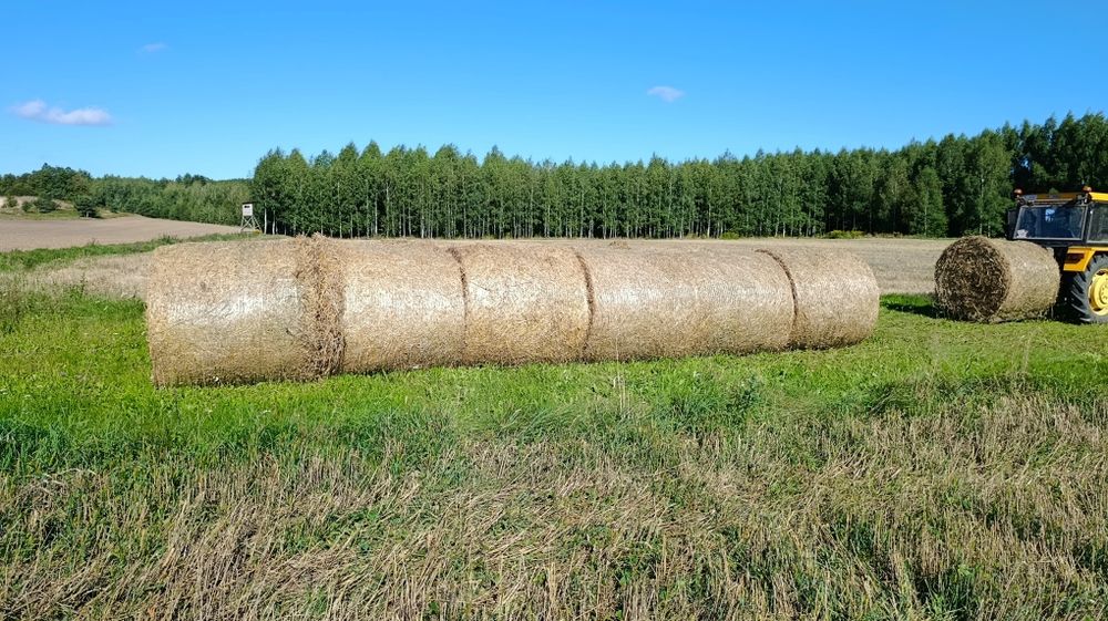 Bele słomy z pszenicy