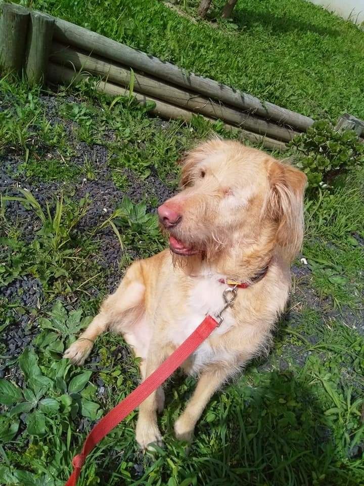 Marley, cão cego a precisar de ajuda