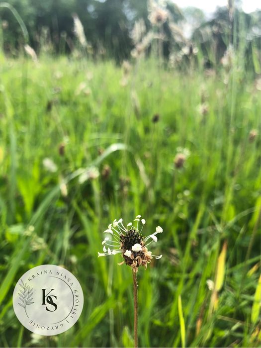 1lg/Sianko łąkowe 2025, dla królików i świnek-Kraina Siana